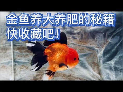 黑牡丹金魚壽命|黑牡丹金魚養殖秘笈